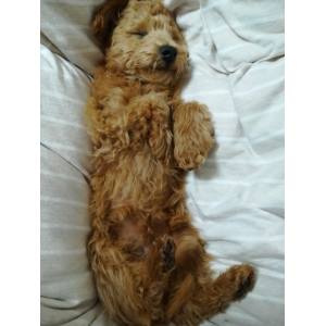 犬の写真