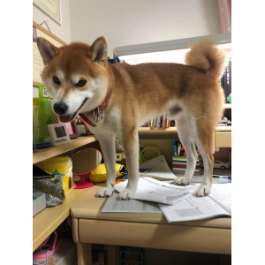 犬の写真