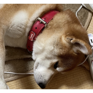 犬の写真